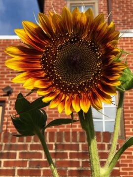 NBM sunflower